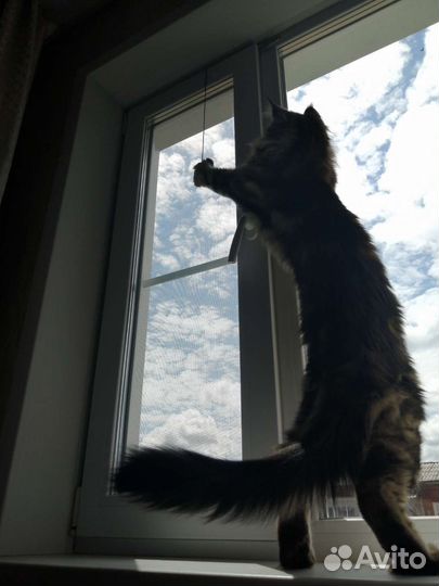 Кот мейн-кун полидакт вязка