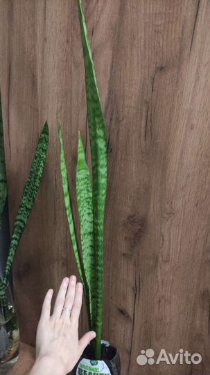 Сансевиерия длинный цветок около метра тёщин язык