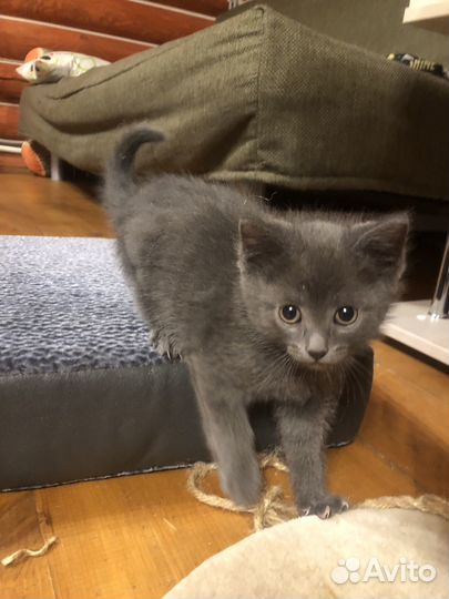 Котята в добрые руки даром