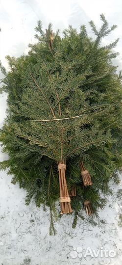 Веник пихтовый 20 штук