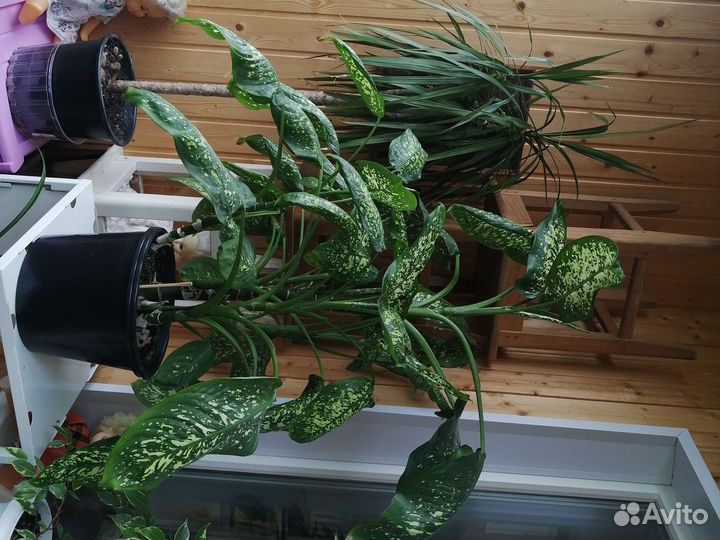 Диффенбахия