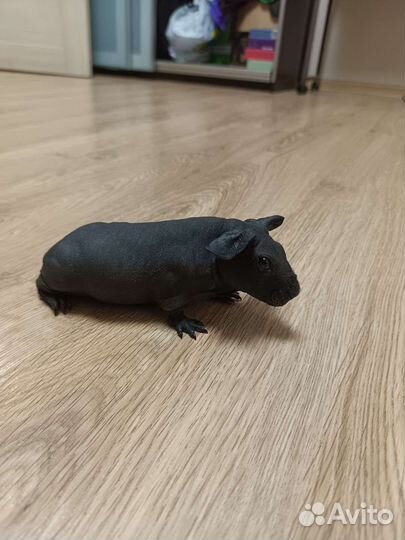 Морская свинки скинни