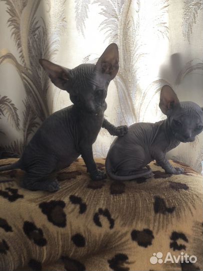 Канадский сфинкс