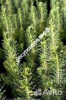 Сосна Ель Сеянцы зкс окс Саженцы Лиственница