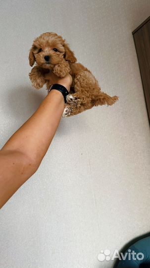 Мальтипу f1мини коричневая девочка, Москва