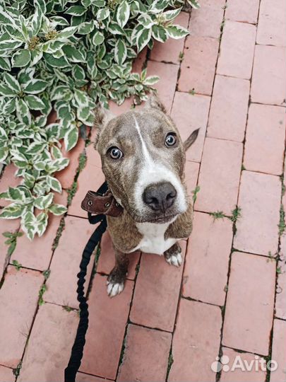 Квартирная передержка собак у кинолога