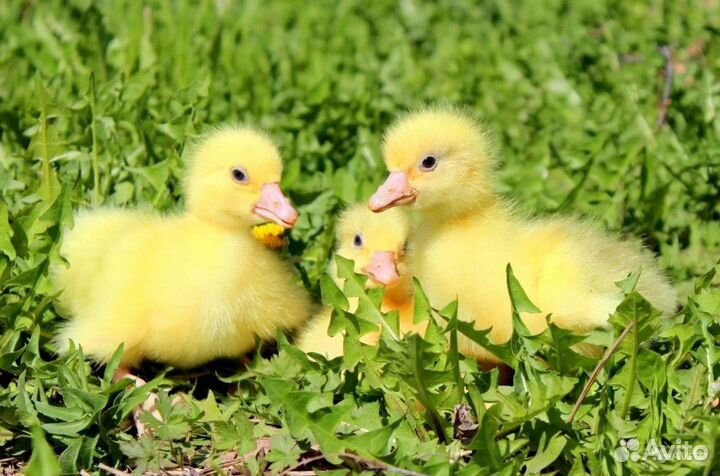 Гусята линда