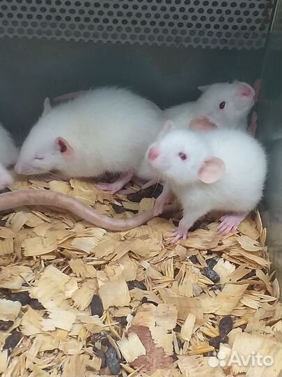 Крыса дамбо