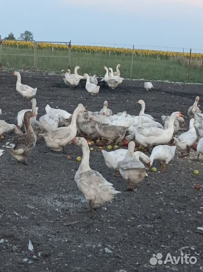 Гуси на доращивание живым весом.мясо гусей