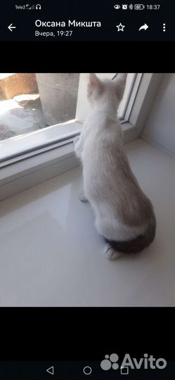 Кошка в дар бесплатно