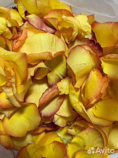 Лепестки роз