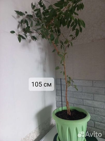 Фикус бенджамина комнатные цветы