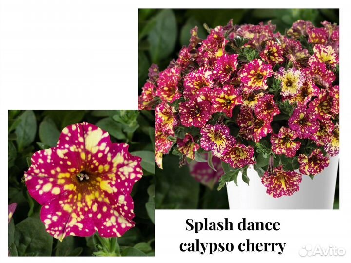 Петуния Предзаказ весна 2024