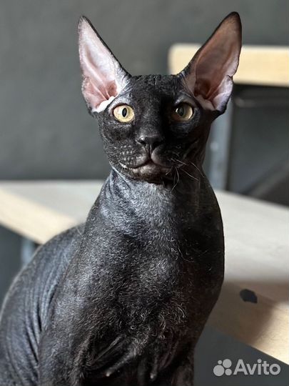 Донской сфинкс вязка