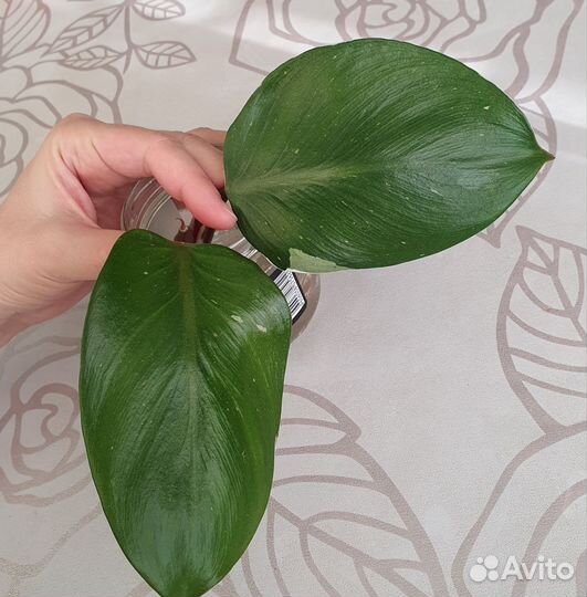 Филодендрон Белый рыцарь черенок
