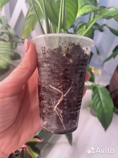 Спатифиллум Шопен, Джемени