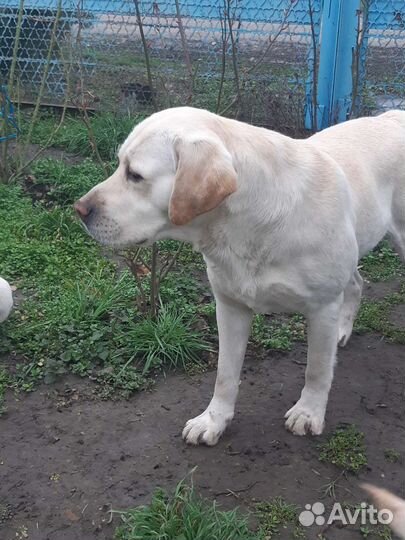Кобель лабрадора вязка