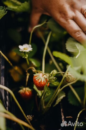 Рассада клубники