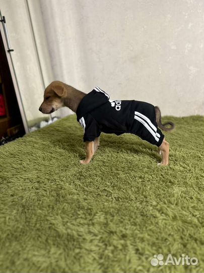 Малыш Гарик в добрые руки