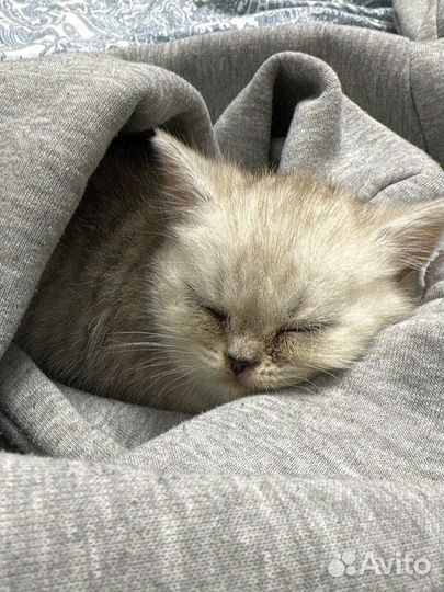 Белый британский котенок