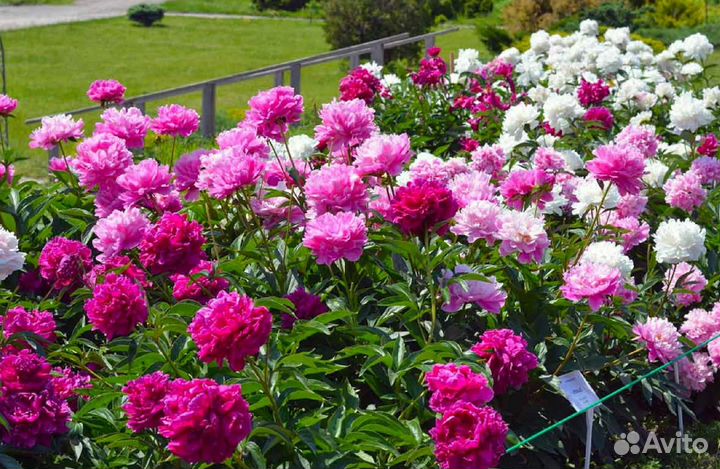 Пионы саженцы зкс