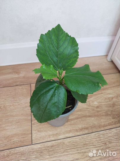 Комнатные растения.Разные