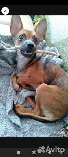 Вязка русский той -терьер