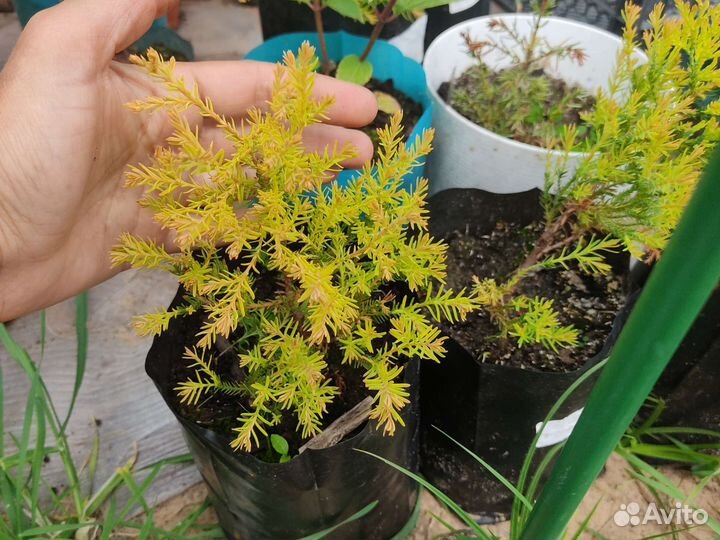 Хвойные и декоративные кустарники для сада