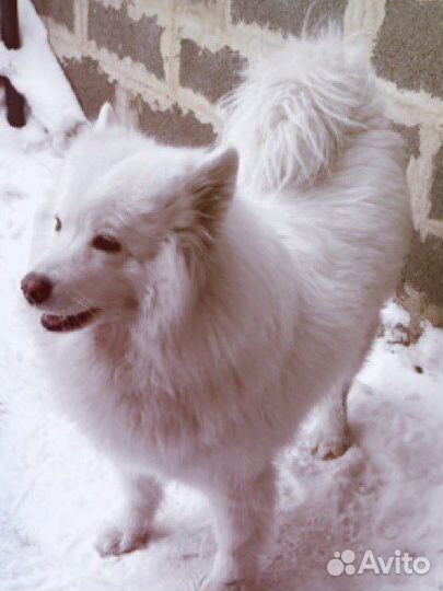 Собака проды Самоед