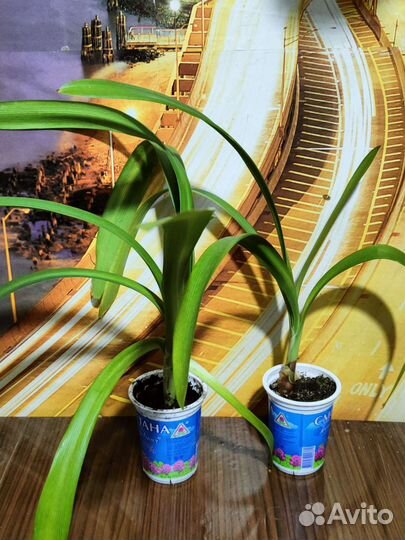 Комнатные растения