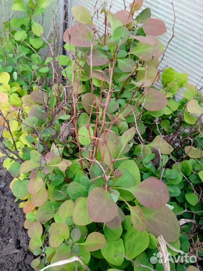 Барбарис съедобный