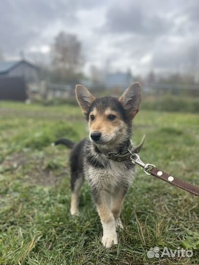 Щенок в добрые руки