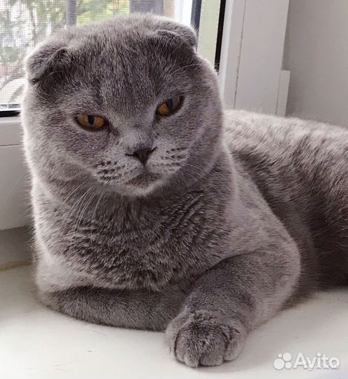 Шотландская вислоухая кошечка