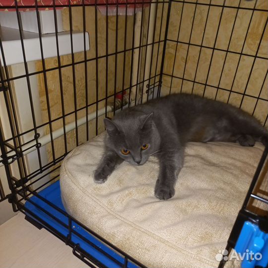 Кошка в дар