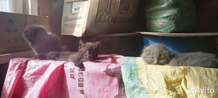 Котята в добрые руки