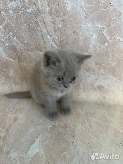 Британские котята