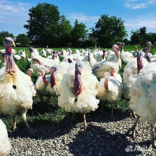 Индюки тяжелого кросса Hybrid Converter