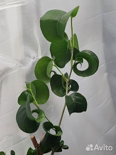 Фикус курчавый