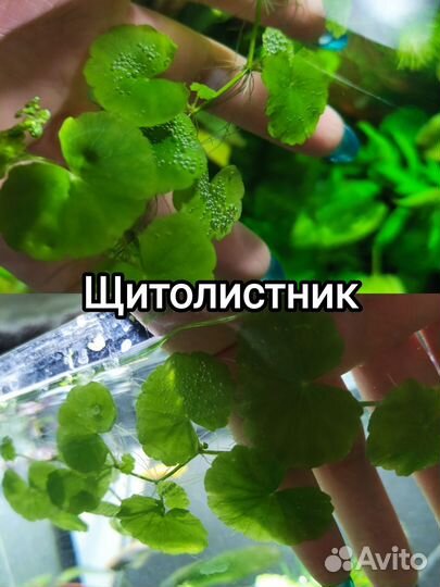 Аквариумные растения, теодоксус
