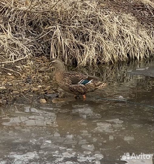 Подсадные утки