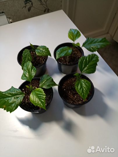 Гибискус махровый персикового цвета