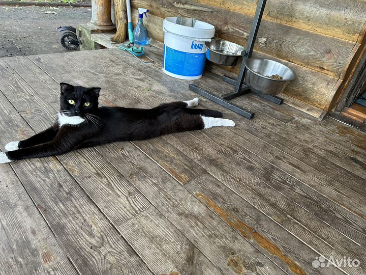 Котик гимнаст