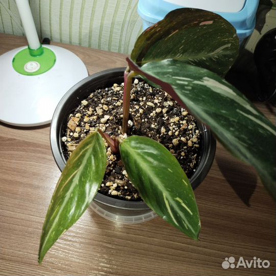 Калатея, ктенанта, строманта