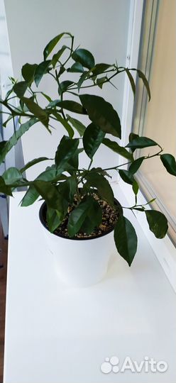 Лимонное дерево