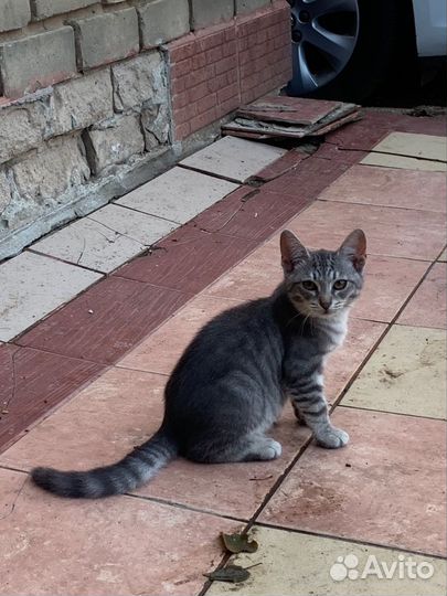 Котенок 3 месяца