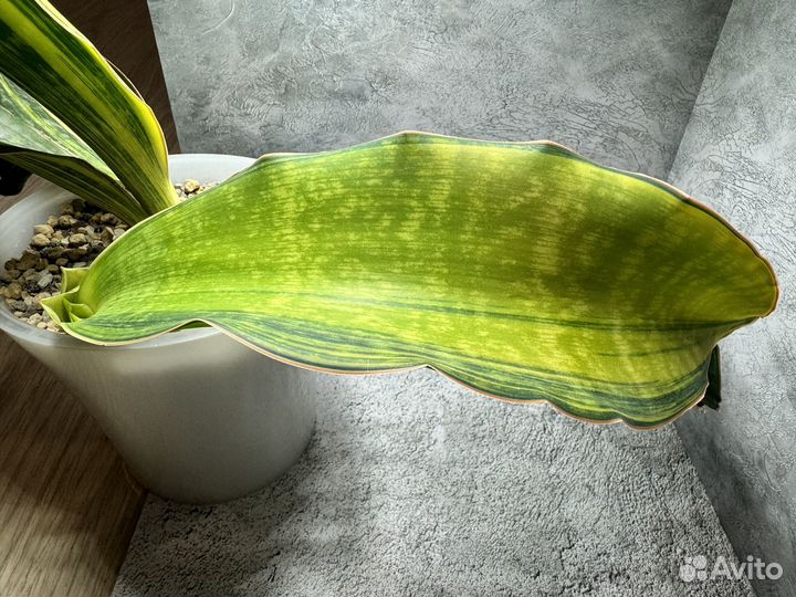 Sansevieria Malawi (Вариегатная сансевиерия)