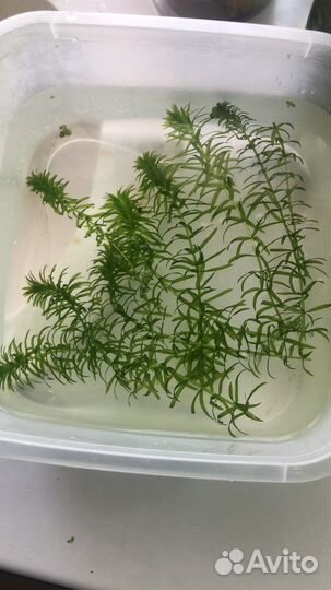 Растения для аквариума