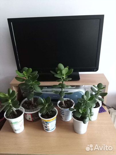 Крассула толстянка денежное дерево