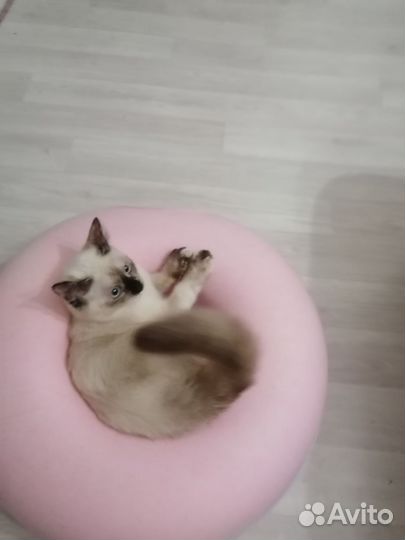 Дом для. Кошки