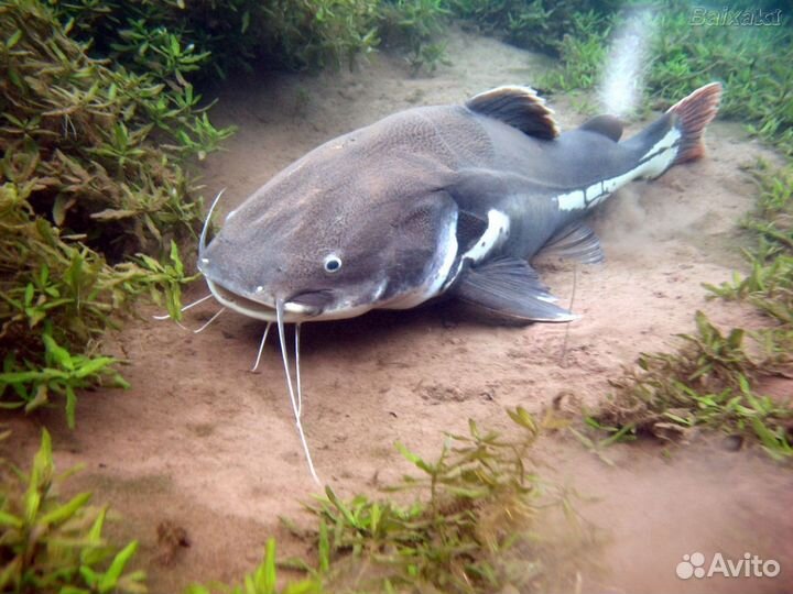 Мраморный сом